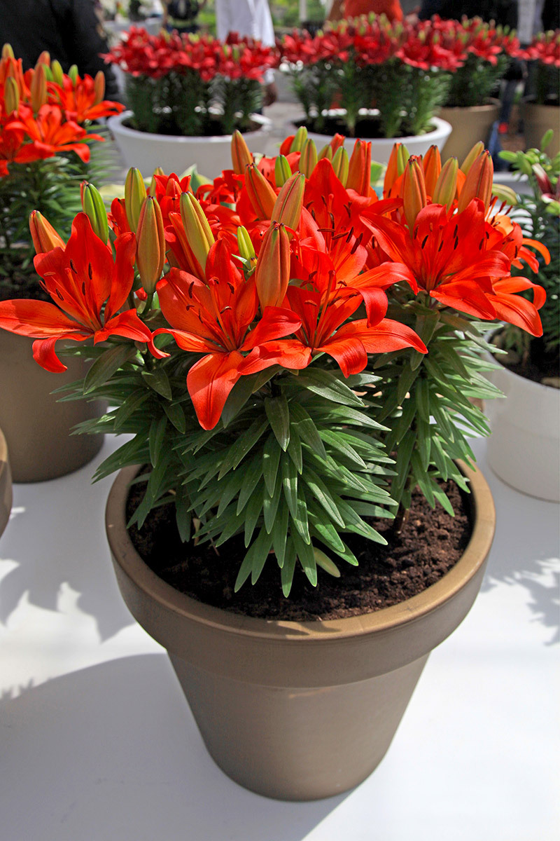 flower delivery birthday flowers