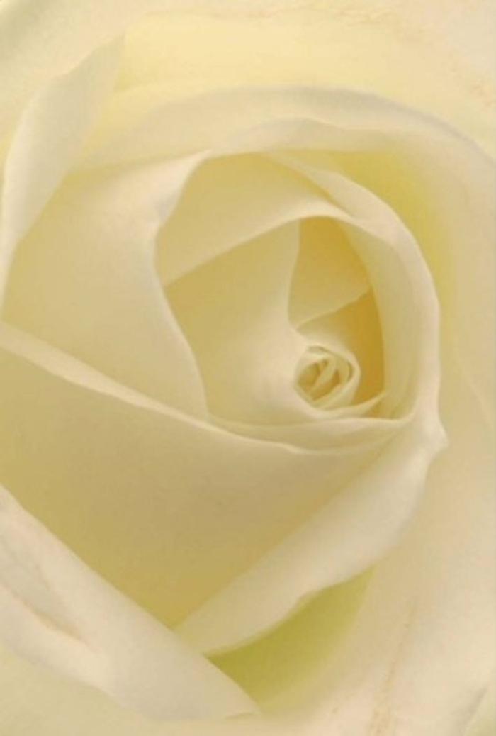 Draw close to this classic white rose, whose creamy petals capture the tranquil spirit of Leytonstone's leafy avenues and peaceful lanes. The image dwells on the interplay of light and shadow, as if sunlight streams through from Bushwood on a clear morning, shimmering through the delicate folds. Each layer is uniquely soft and smooth, blending cool whites with gentle creams in seamless transition. The flower's spiraled core exudes a sense of purity and steadfast resilience, much like the enduring charm of the area's local gardens. As a florist working in Leytonstone, I see this bloom as an ideal choice for a wedding centrepiece, a romantic gesture, or a sincere apology-its natural elegance and subtle beauty making it a perfect fit for heartfelt occasions. Even the faint, fresh fragrance feels honest and unobtrusive, filling moments with understated calm. This arrangement is lovingly prepared for those who value both the emotional nuance and the refined artistry central to every Leytonstone bouquet.